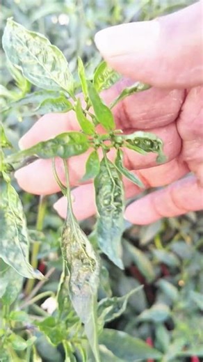 Are You Using Too Many Pesticides in Chilli Farming? | Farmer Awareness