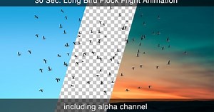 Bird Flock With Alpha Channel
