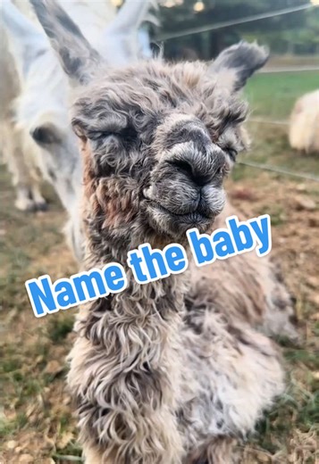 Help Us Name Our Baby Llama!