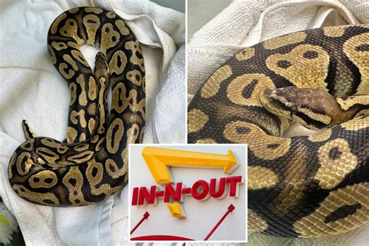 Animal style! Giant python found slithering around In-N-Out burger joint in California