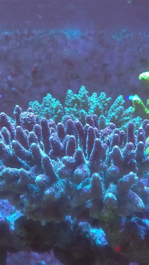 07/28 Calm Relaxation with Acropora : SPS