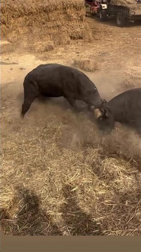 is liyea dhonoki aki bharr nehi utna chihehai 🤜🤛