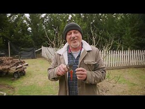 How To Prune A Dwarf Fig Tree