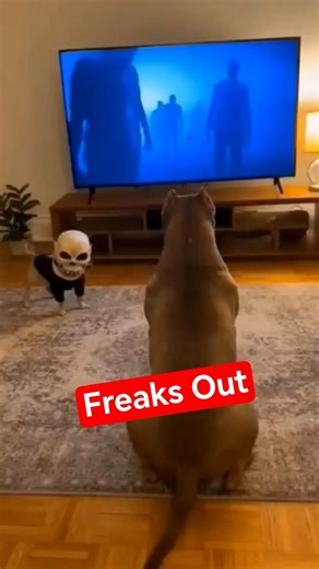 Funny Dog Gets Scared Watching Horror Movie 😂👻 | Epic Dog Prank Short #funnyanimals #chihuahualife