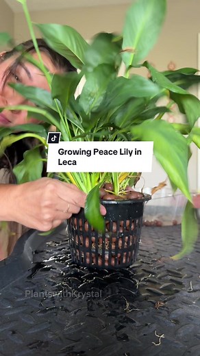 Growing House Plants in Leca: A Complete Guide