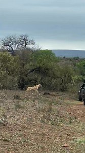 83K views · 688 reactions | A stalking lioness never blinking!!! Focusing on the prey and swoop, pouncing with agility and hunting prowess. Lions prefer to ambush, stalk, or hunt in groups to simplify their work. #lions #lion #lioness #bigcats #bigcatsofafrica #gamedrivesafari #wildlife #africansafari #Serengeti #masaimara | Wildfriends Africa | Facebook