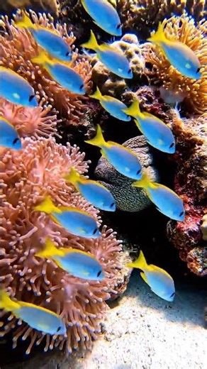 most beautiful fish in the world #fish #fishingvideo #fishinglife