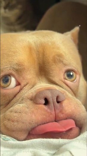Cutest Dogs and Puppies You'll See Today. Adorable, Sweet & Heartwarming Dog Moments 🐶