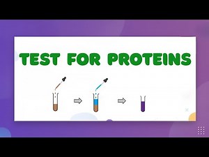 Test for Proteins — LearnStalk Biology