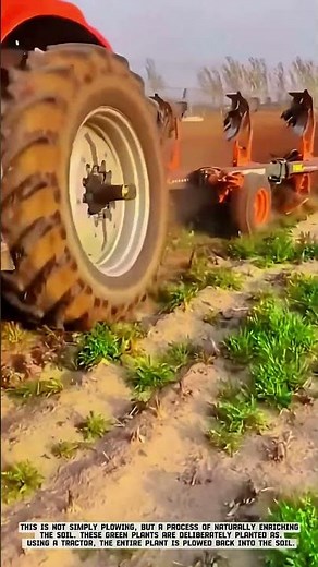 Land Preparation Process Using Green Manure Technique #AgriculturalInnovation