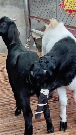 Goat Farming Business Plan Easy Guide