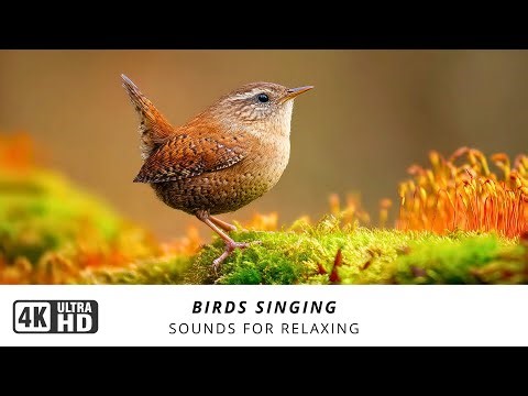 Soothing Bird Sounds | Wake Up to Nature's Calm & Beautiful Birds Songs