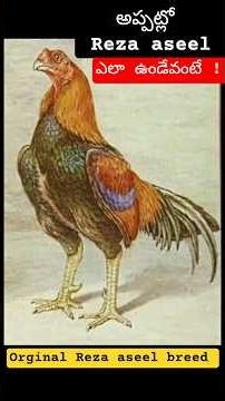 About Reza aseel breed in old book Herbert atkinson 18th century #pandemkollu #RezaAseel #jathikollu