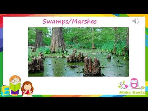 Adaptations in Plants growing in Swamps - Module 2.7 (Chapter 1 - Olympiad Class 4 Science)