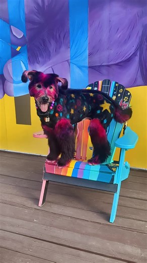 Arcade carpet inspired look ⭐❤️🧡💛💚💙💜⭐ created with @OPAWZ pet safe products #arcade #90s #80s