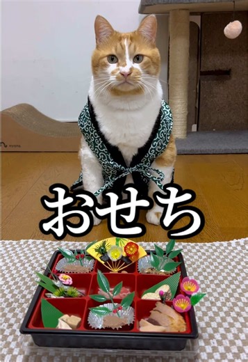 猫のおせちを用意しました🐈