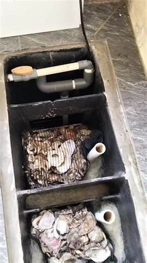 isi chamber kolam koi #kolamminimalis #kolamkoi #koilovers