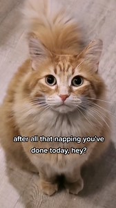 Walter finally did the thing 😮 #catstagram #catlover #cat #catpaws #catsofinstagram #cats_of_instagram #cats #catloversclub #cats_of_world #catlife #pets #kitten #orangecats #cute #cutecats #funny #walterthecatt | It's me Walter the Catt