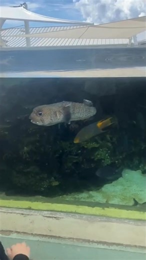 Up close with some of the ocean’s coolest residents 🐢✨ Loggerhead Marinelife Center never fails to amaze! #LoggerheadMarinelife #TreasureCoastAdventures #FloridaOceanLife #CoastalFlorida #OceanExplorersFL #FloridaNatureLovers #TreasureCoastFun #FacebookReels #fbreels2025ツ | TreasureCoast.com