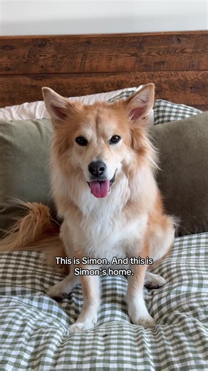 Traveling with Pets Made Easy: TrustedHousesitters