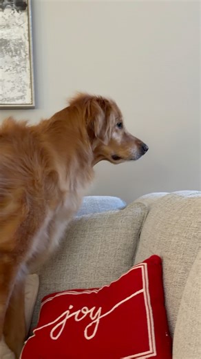 Teddy when his sister was leaving for training. Was he excited or concerned? 🤔 | Aguyandagolden