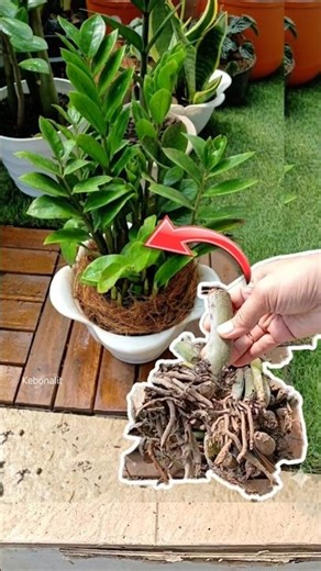 ZZ Plant Propagation Magic ✨🌿