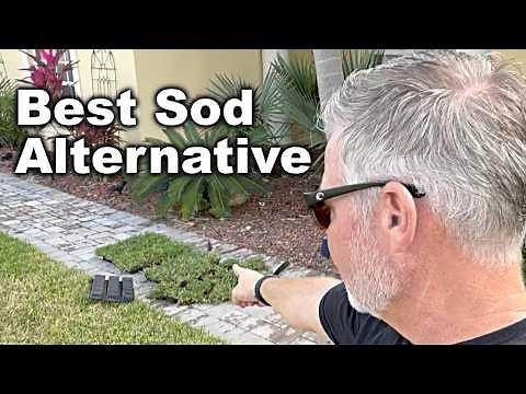 Planting Sod Pods (Grass Plugs) To Fill In Big Dead Spots In The Lawn