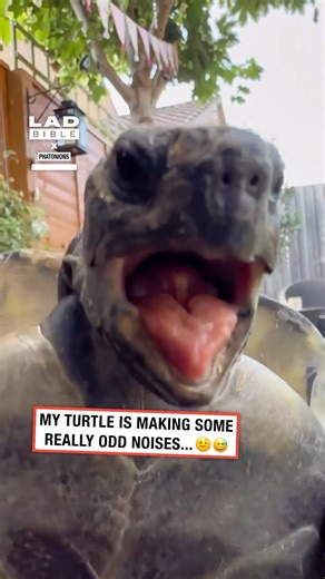 My turtle keeps making really strange noises 🤨 #fblifestyle #turtles | LADbible