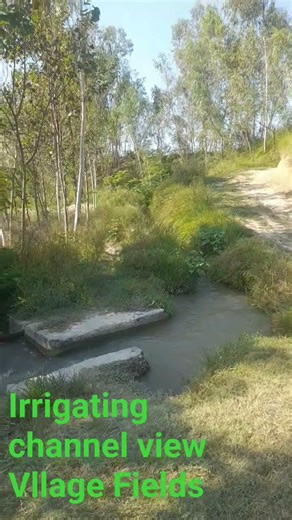 Irrigation Channel in Village Fields | Natural Farming View