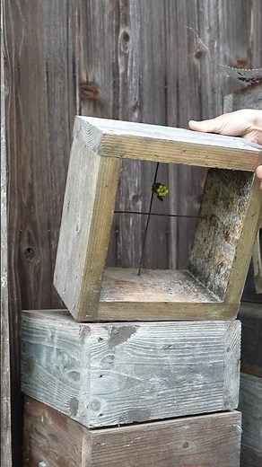 Paper Wasp Nest Found Inside Bee Hive with Many Pupae