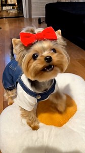 If this little yorkie walked up to you, what would you say first 🥰 #adorable #puppy #fblifestyle #Christmas | Yorkie Love