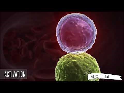 Activation des Lymphocytes Tc