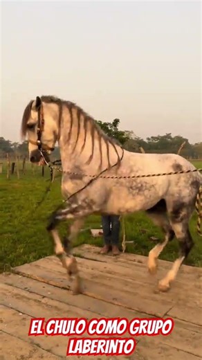 The pimp, Laberinto Group