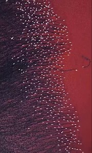 13K views · 100 reactions | #CaptainsCapture 【Pink Alert! This Salt...