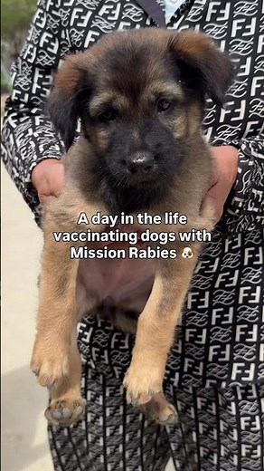 Spend the day with Dogs Trust and Mission Rabies in Cambodia!
