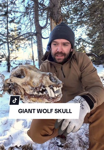 Reflecting on a Legendary Yellowstone Wolf