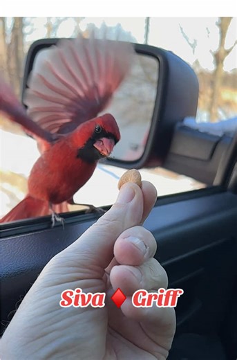 Feeding Cardinals in Winter: Siva and Griff's Adventure