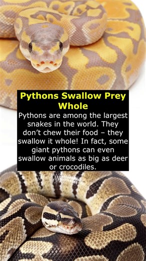 Pythons Swallow Prey Whole 🐍