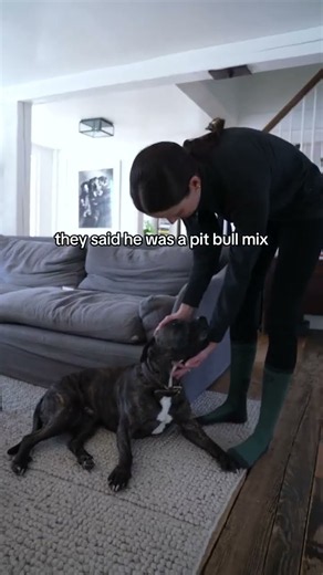 Discovering Murphy's full breed breakdown 🐶✨