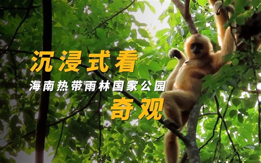 雨林探秘！看植物世界的神秘奇观！