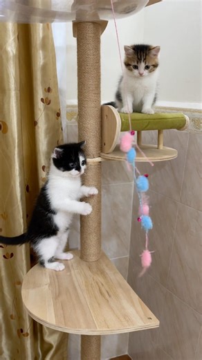 PLAYING TIME PETS🥰😍 #cat #cuteanimal #kitten #catshorts