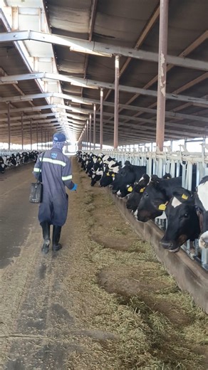 How to Vaccinate Many Cows 🐄💉