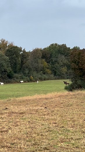 Everyone is excited for the cooler weather of fall ❤️🍁🍂 | Trinity Sky Farms