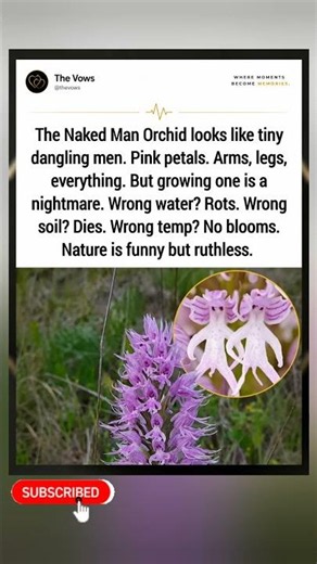 A flower that looks like tiny naked men. Nature is wild. 🌸😂