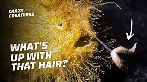Hairy Frogfish Devour Their Prey in Milliseconds
