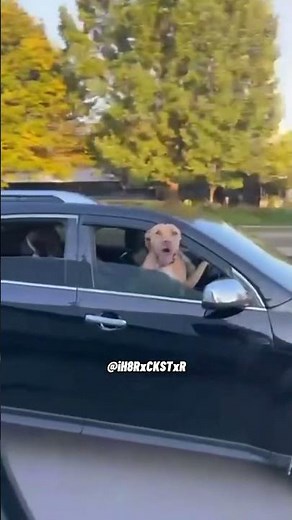 Dog Really Said Help Me! - RxCKSTxR Comedy Voiceover!