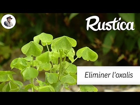 Eliminate oxalis