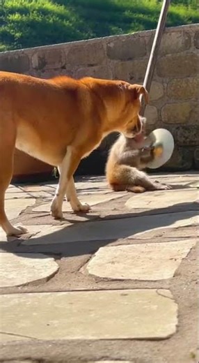 It Backfired on the Monkey 😂 Watch the epic fail unfold #comedyshorts #funny #viral