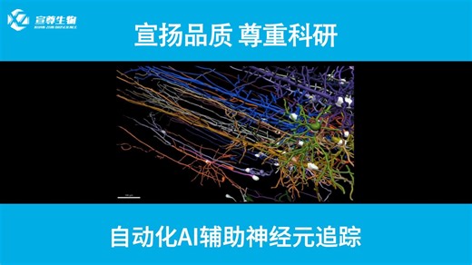 自动化AI辅助神经元追踪