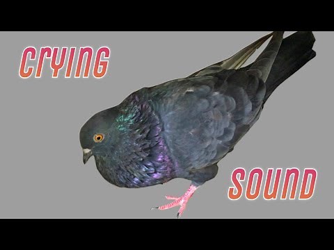 Male Pigeon Calling Female Pigeon || Pigeon Crying Cooing Sound || Black Pigeon
